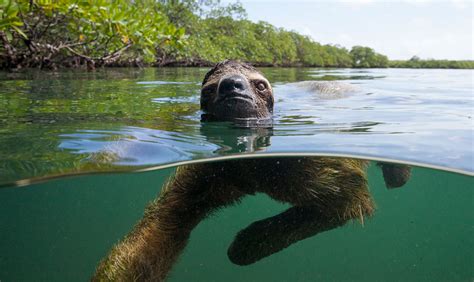 are sloths great swimmers